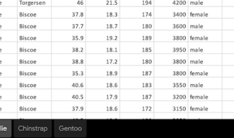 How to save multiple dataframes into a single excel file?